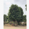 小葉榕基地直銷 小葉榕樁 大量批發(fā) 園林景觀工程供應(yīng)
