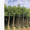 基地直銷天竺桂 種植基地現(xiàn)貨 天竺桂供應(yīng) 宏遠(yuǎn)園林