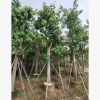 基地供應(yīng)菩提榕 廣東苗木綠貨苗木菩提榕規(guī)格齊全