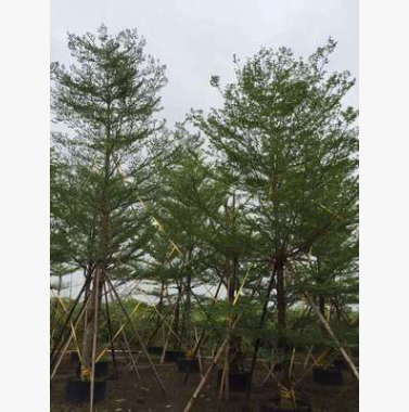 基地直銷小葉欖仁 大量批發 園林景觀工程供應 規格齊全