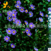 廠家直銷(xiāo)花海草花種子 五色菊庭院盆栽花籽多年生草本花卉