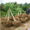 白玉蘭 白玉蘭價格 南京白玉蘭價格