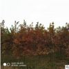 綠化工程北美紅櫟 基地直銷紅櫟樹 北美紅橡價格