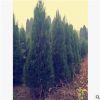 供應(yīng)飽滿松樹塔柏樹工程綠化苗木高速公路鐵路隔離常用濕地批發(fā)