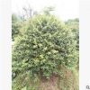 飽滿無刺枸骨球 各種規(guī)格精球毛球 高基地直銷 濕地綠化灌木批發(fā)