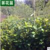 基地供應(yīng)茶花苗各種規(guī)格品種精球毛球 花壇濕地綠化盆栽灌木