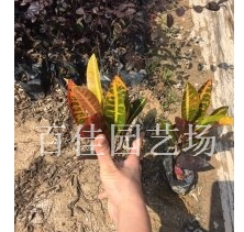 福建漳州變?nèi)~木