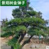 庭院別墅景觀樹金彈子 優(yōu)雅大氣果色香于一體品種規(guī)格齊全