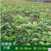 直供四季桂小苗 高15-30cm 冠15-20cm四季桂苗批發(fā)
