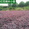 供應(yīng) 紅繼木小苗移栽苗 根系發(fā)達(dá) 工程綠化色塊小苗紅花繼木批發(fā)