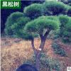 飽滿綠化樹苗 黑松樹 園林綠化工程樹苗 景觀樹批發(fā)