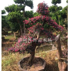 福建漳州紅花繼木