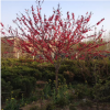 基地直銷紅葉碧桃 紅葉桃 紅花碧桃 紫葉桃 規格齊全