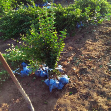 紫丁香苗 叢生丁香 嫁接獨桿丁香樹苗 丁香花基地