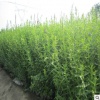 基地批發千屈菜 水生植物 常年供應水體凈化規格全貨源充足