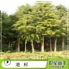 池杉水杉苗批發 工程綠化苗木
