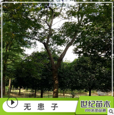 無(wú)患子 無(wú)患子樹(shù)苗 園林綠化無(wú)患子風(fēng)景樹(shù) 產(chǎn)地直銷無(wú)患子