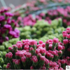 云南鮮花批發(fā) 優(yōu)質新鮮的玫瑰苗 玫瑰花