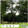 特價無患子山苗 苗圃產地直銷無患子優質山苗 無患子