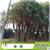 香樟苗 精品香樟樹苗四季常青 骨架移栽香樟 移栽苗叢生香樟