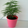 批發(fā)觀葉植物小盆栽綠植適合辦公室商務(wù)環(huán)境布置 凈化空氣文竹