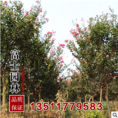 批發(fā)紫薇小苗 直徑5厘米優(yōu)質(zhì)的紫薇苗 綠化工程苗苗圃現(xiàn)挖發(fā)貨