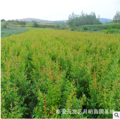 石榴苗新品種 軟籽突尼斯石榴苗基地直銷 品種純價格優(yōu)