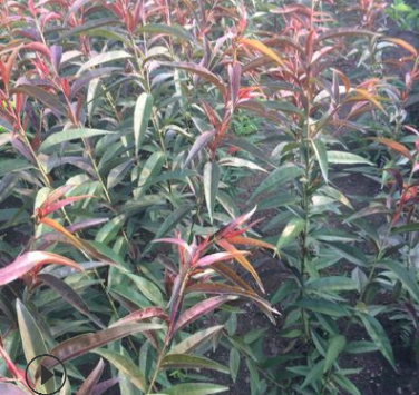 南高叢藍梅苗 北高叢藍梅苗 兔眼藍梅苗