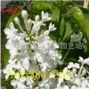 丁香苗山東丁香苗價格優質丁香苗哪里買