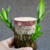 幸運(yùn)木巴西木水培盆栽植物樹樁小型迷你植物室內(nèi)辦公桌面植物包郵