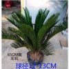 鐵樹苗盆栽盆景大型庭院客廳陽臺室內(nèi)綠植四季常青花卉植物長青