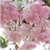 進(jìn)口日本櫻花種子櫻花樹種子林木種子花卉種子20粒裝易種易活花籽