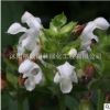 供應(yīng) 夏枯草種子 大花夏枯草 耐寒 種子批發(fā) 廠家直銷 量大優(yōu)惠