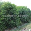 優(yōu)質(zhì)烏桕樹苗 園林綠化工程苗木烏桕苗 規(guī)格齊全 行道風(fēng)景樹