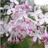 批發(fā)丁香樹苗綠化工程苗木 白 紫丁香花苗 叢生丁香樹苗價格
