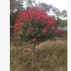 基地直批發(fā)紅葉石楠 工程苗木 容器苗 品種優(yōu)良保證