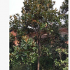 批發(fā)廣玉蘭 優(yōu)質(zhì)基地直銷 行道綠化苗木廣玉蘭