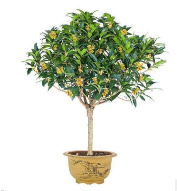嫁接桂花樹苗 金桂綠化苗 盆栽四季桂花庭院陽臺(tái)濃香型花卉植物