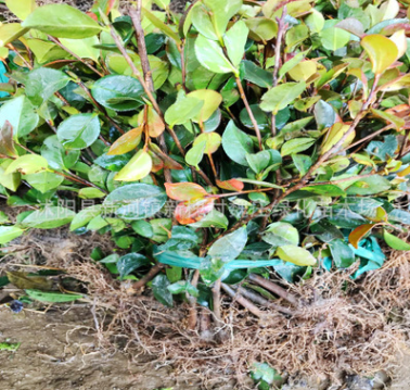 茶花苗木 茶梅 大量供應各種綠化 供應綠化苗木植物