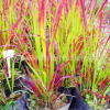日本血草 園林綠化景觀植被血草 大量供應(yīng)水生植物日本血草