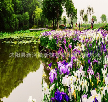 花菖蒲 綠化植被水生植物 全國(guó)大量供應(yīng)花菖蒲