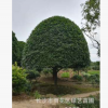 苗圃直銷18公分精品桂花樹 八月桂花 金桂 規格齊全