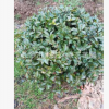 苗木直銷常綠灌木 茶梅球