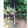 苗圃直銷 現挖現賣杜英 行道樹