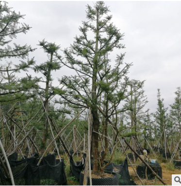 園林批發綠化工程樹木自然型杜松 適合南北方種植邊道綠化杜松