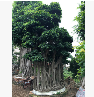 供應(yīng)精品小葉榕樹，樁頭榕樹，造型小葉榕