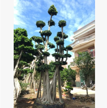 供應(yīng)樁頭榕樹，造型樁頭小葉榕，榕樹盆景