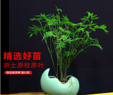 米竹苗盆栽鳳尾竹觀音竹觀賞竹子庭院客廳陽(yáng)臺(tái)小型竹子鳳尾竹盆景