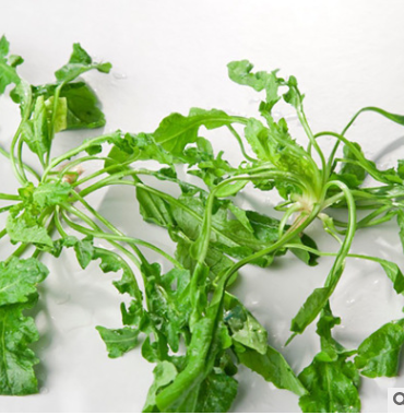野生薺菜種子批發 大葉薺薺菜野菜種子 有機地菜四季播蔬菜種子
