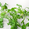 野生薺菜種子批發(fā) 大葉薺薺菜野菜種子 有機(jī)地菜四季播蔬菜種子